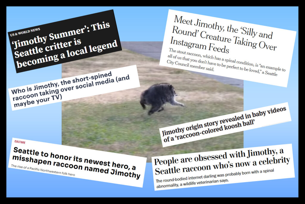 Screenshot of Jimothy the raccoon surrounded by news website headlines